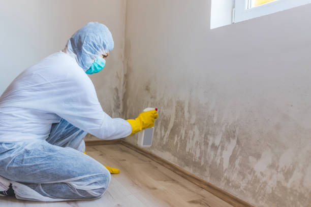 Licensed Black Mold Remediation service in Dublin, TX - Car Mold Remediation