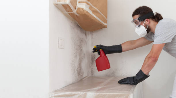 Professional Black Mold Remediation technician working in Dublin, TX