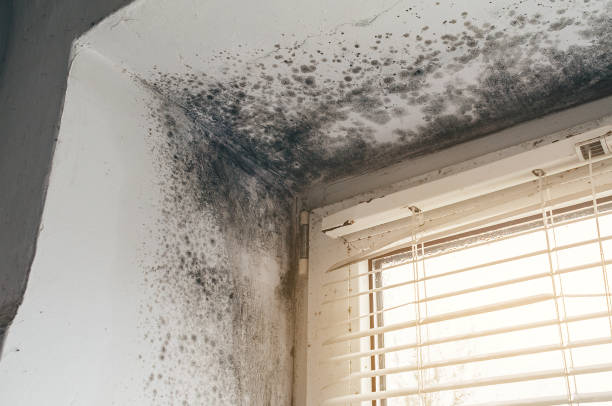 Affordable Black Mold Remediation solutions in Dublin, TX